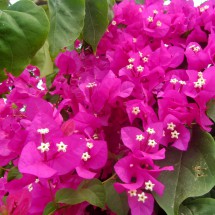 Purple-white flowers